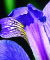 Iris versicolore (emblème du Québec) © Gouvernement du Québec