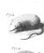 Planches anatomiques du rat musqué